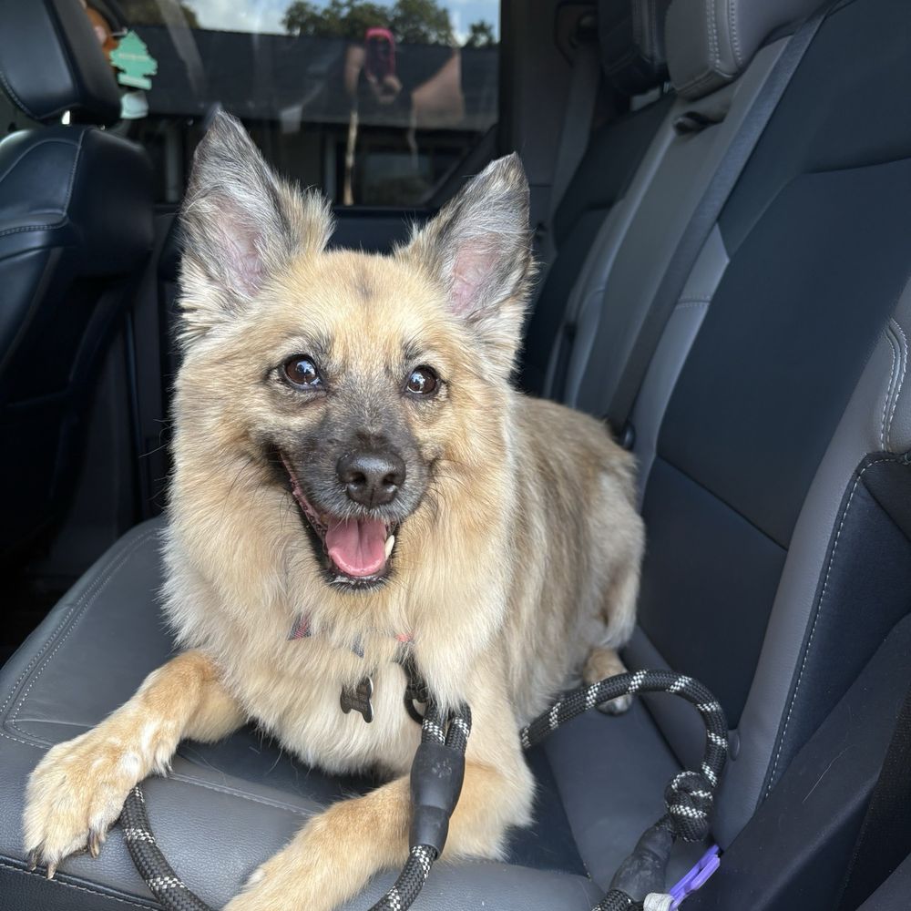 Gofrette Pamper & Play - After! - Pet Groomers Near Me - Brentwood, California