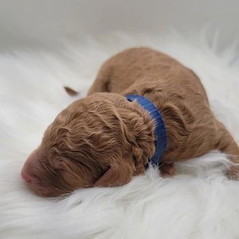 We R Mini Doodles - Our newest litter from Harley - Pet Breeders Near Me We R Mini Doodles - Our newest litter from Harley - Pet Breeders Near Me