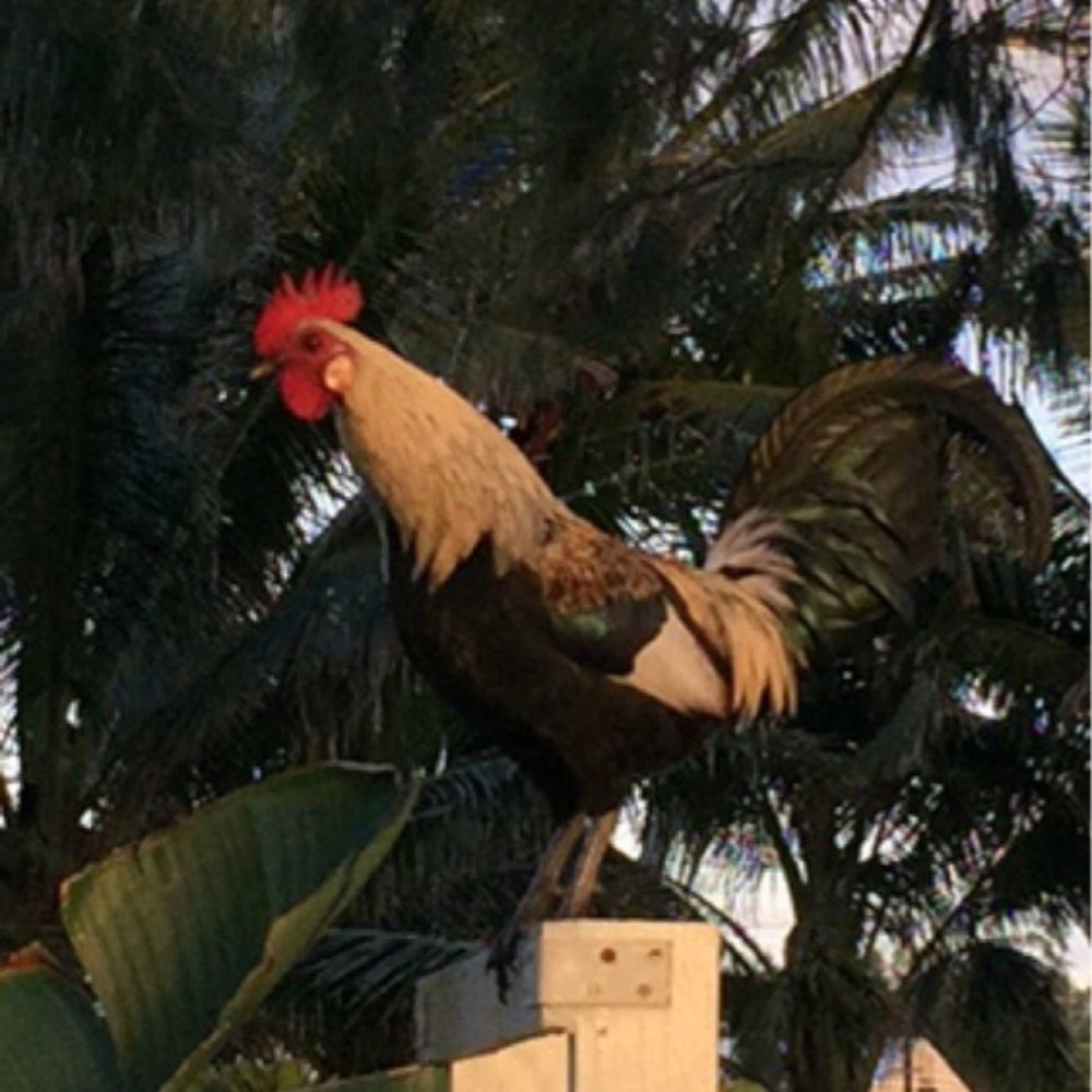 Kauai Path - take one home, we have plenty moa! - Parks Near Me Kauai Path - take one home, we have plenty moa! - Parks Near Me