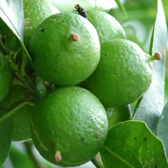 Statements - 352 255 9742 Guavas 1/2 PRICE G&C Landscapes and King Gardens a trademark host to nurserys - Shoe Stores Near Me - Lake Mary, Florida Statements - 352 255 9742 Guavas 1/2 PRICE G&C Landscapes and King Gardens a trademark host to nurserys - Shoe Stores Near Me - Lake Mary, Florida