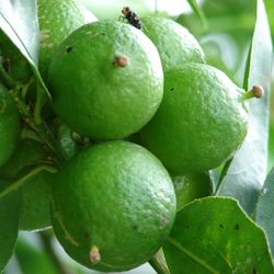 Statements - 352 255 9742 Guavas 1/2 PRICE G&C Landscapes and King Gardens a trademark host to nurserys