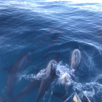Na Pali Experience - Spinner dolphins - Boating Near Me - Kekaha, Hawaii Na Pali Experience - Spinner dolphins - Boating Near Me - Kekaha, Hawaii