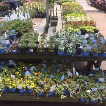 Pike Nurseries - Nurseries & Gardening Near Me - Roswell, Georgia
