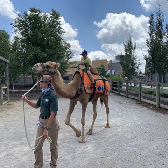 Ark Encounter - Camel ride is very safe! - Museums Near Me - Williamstown, Kentucky