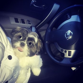 Bubbles Dog Grooming Salon - Pet Groomers Near Me - Williamsville, New York