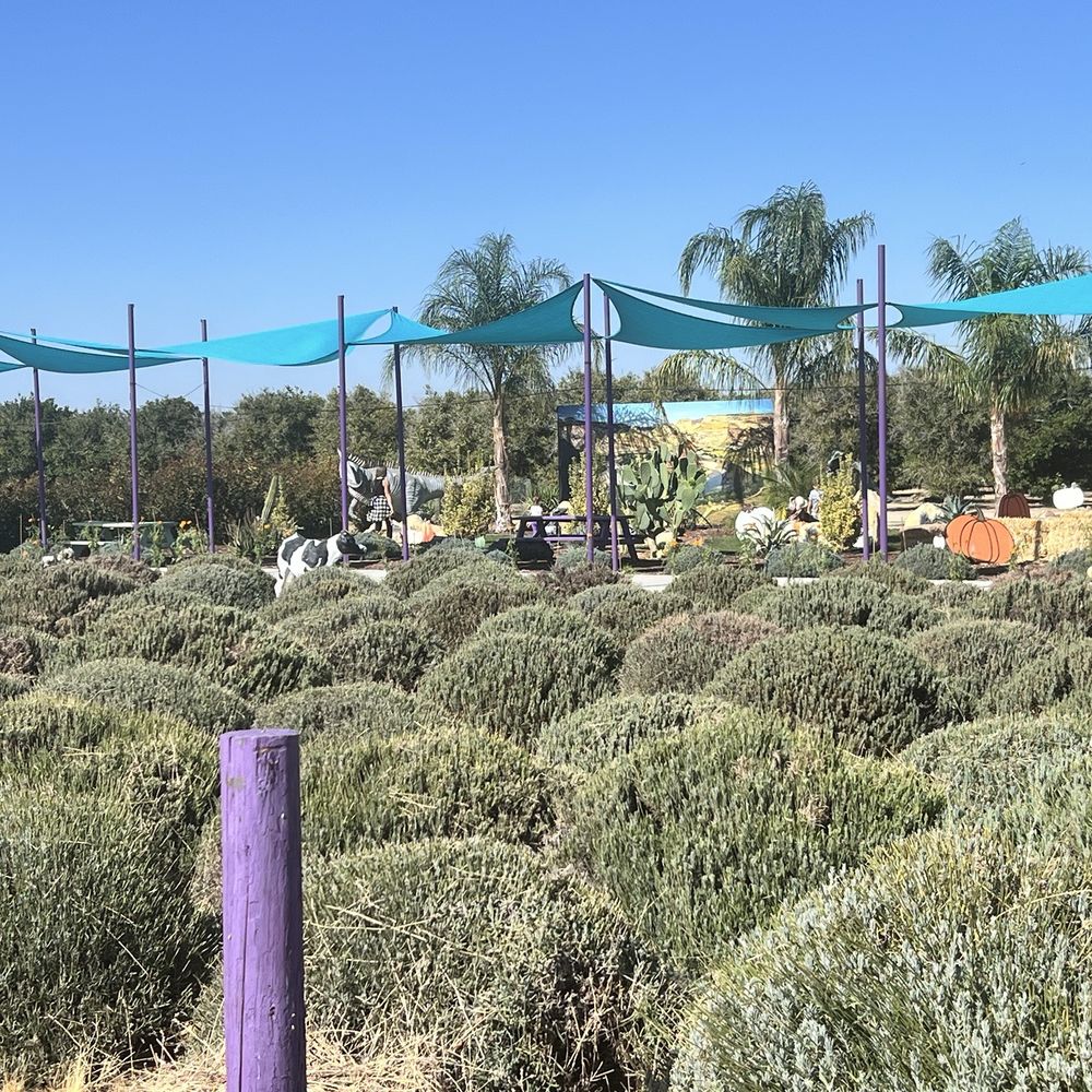 The Lavender Garden - Lavender field - Gift Shops Near Me - Lost Hills, California The Lavender Garden - Lavender field - Gift Shops Near Me - Lost Hills, California