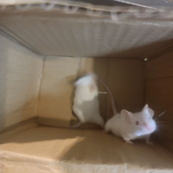 PetSmart - Tastes like chicken! - Pet Training Near Me - Gaithersburg, Maryland PetSmart - Tastes like chicken! - Pet Training Near Me - Gaithersburg, Maryland