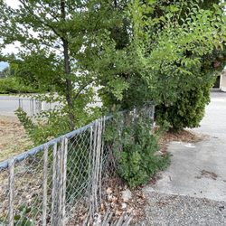 Northwest Fence Co - Previous Fence and Tree. The tree had incorporated the fence into its growth. Old pieces of wood were randomly placed or discarded.