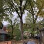 Photo of Monster Tree Service of Pittsburgh