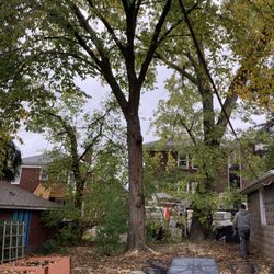 Monster Tree Service of Pittsburgh - Trees after pruning and removal