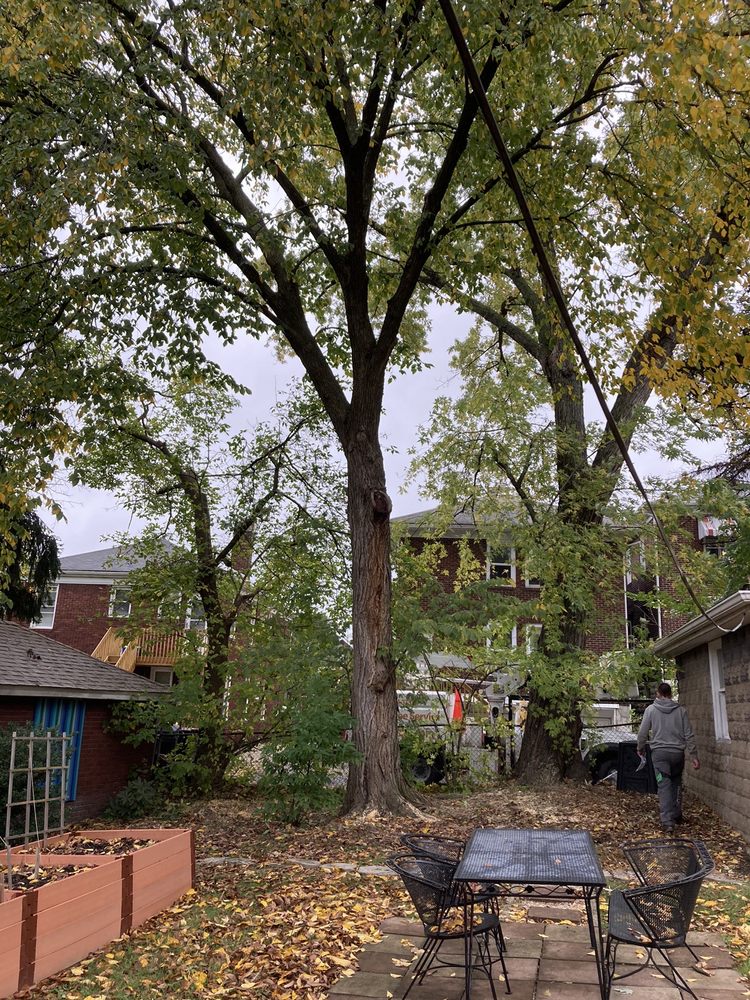 Monster Tree Service of Pittsburgh - tree service in Pittsburgh, PA