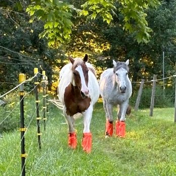 J&M Critter Care - Pet Sitting Near Me - Weldon, Illinois J&M Critter Care - Pet Sitting Near Me - Weldon, Illinois