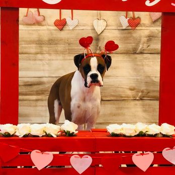 Best Fido Friends - Happy Valentines Day!! - Pet Boarding Near Me - Waco, Texas Best Fido Friends - Happy Valentines Day!! - Pet Boarding Near Me - Waco, Texas
