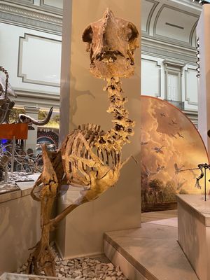 Smithsonian National Museum of Natural History by null