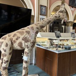 Halifax Historical Museum - Old stuffed giraffe that was outside toy store way  before Toys R Us giraffe.