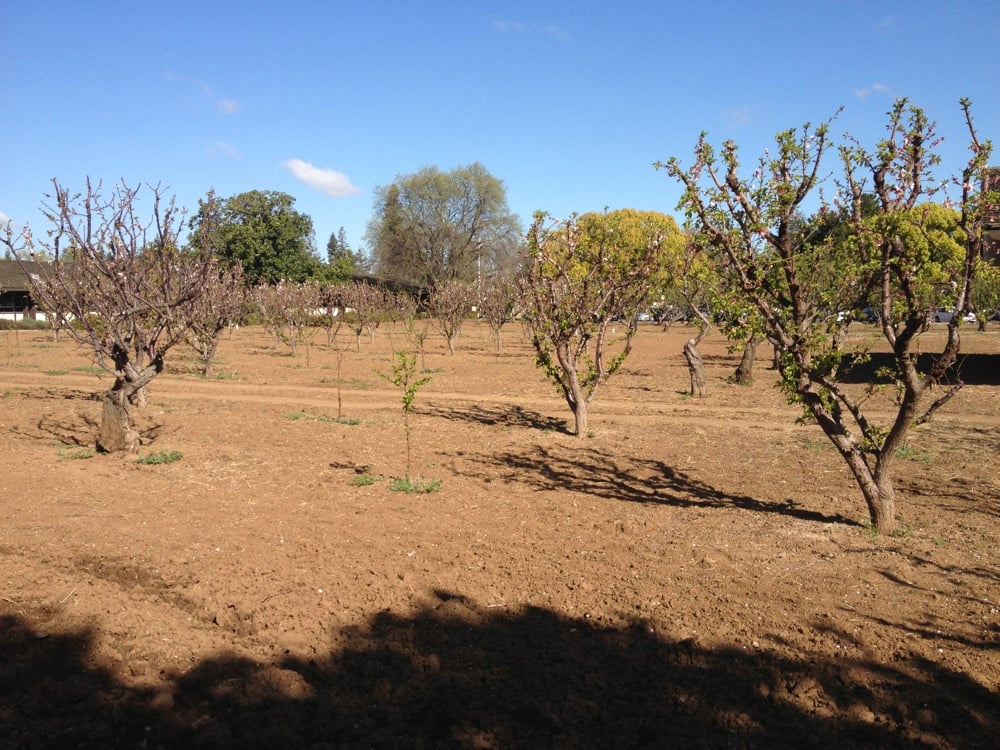 Los Altos Apricot Orchard Logo