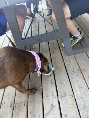 Sheepdog Brewing by null