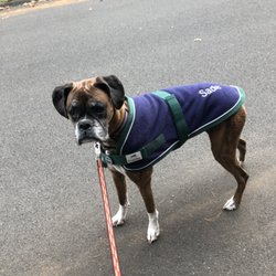 Wagging Tails Home Pet Care - Sadie