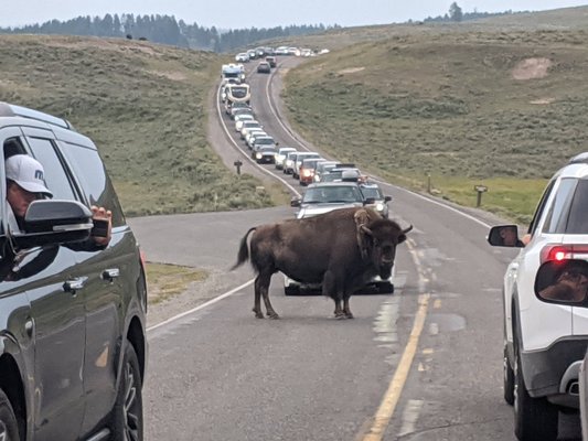 Hayden Valley by null