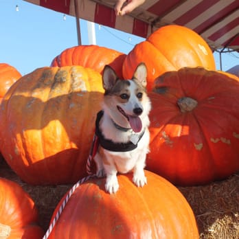 Pa's Pumpkin Patch - Amusement Parks Near Me - Lakewood, California Pa's Pumpkin Patch - Amusement Parks Near Me - Lakewood, California
