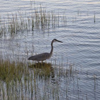 Hobbs Harborside - Great Blue Heron feeding in your view from the bsck patio. - Seafood Near Me - Wells, Maine