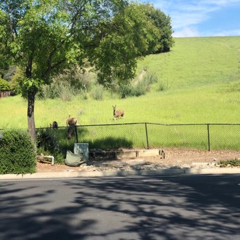 Amador Lakes Apartments - Deer in front of south gate - Apartments Near Me - Dublin, California Amador Lakes Apartments - Deer in front of south gate - Apartments Near Me - Dublin, California