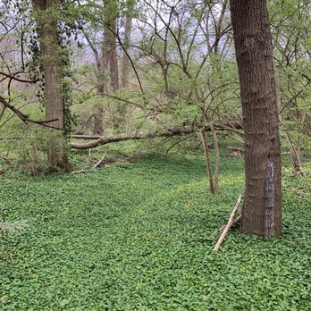 Newfields - A carpet of wildflowers surround the trees. - A wooded scene with multiple trees, green ground cover, and fallen branches, likely part of a natural outdoor setting. - Parks Near Me - Indianapolis, Indiana