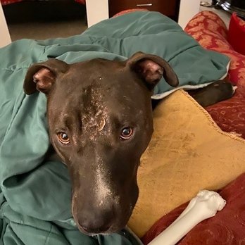 Silver Rose Ranch - one week late - Pet Sitting Near Me - Chino Hills, California Silver Rose Ranch - one week late - Pet Sitting Near Me - Chino Hills, California