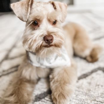 Oh My Dog - Pet Groomers Near Me - Foster City, California