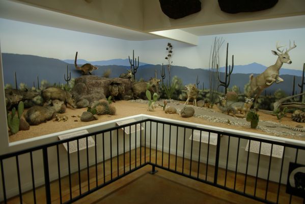 Bryce Wildlife Adventure by null