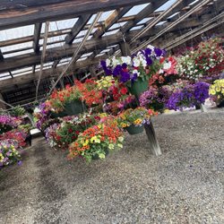 Black's Produce - Outdoor hanging baskets