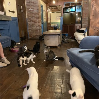 Brooklyn Cat Cafe - So. Many. Cats. - Pet Adoption Near Me - Brooklyn, New York Brooklyn Cat Cafe - So. Many. Cats. - Pet Adoption Near Me - Brooklyn, New York