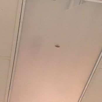 La Latina - The dead roaches in the lights! - Tapas/Small Plates Near Me - Miami, Florida La Latina - The dead roaches in the lights! - Tapas/Small Plates Near Me - Miami, Florida