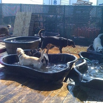 Fetch & Play - Summertime at Fetch & Play - Pet Boarding Near Me - Chicago, Illinois Fetch & Play - Summertime at Fetch & Play - Pet Boarding Near Me - Chicago, Illinois