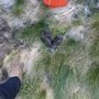 Photo of Hectors Gopher Control