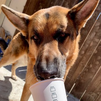 Starbucks - Brownie with his puppaccino - Coffee & Tea Near Me - San Leandro, California Starbucks - Brownie with his puppaccino - Coffee & Tea Near Me - San Leandro, California