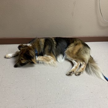 Abilene Animal Hospital - They even gave our dog treats! - Veterinarians Near Me - Abilene, Kansas Abilene Animal Hospital - They even gave our dog treats! - Veterinarians Near Me - Abilene, Kansas