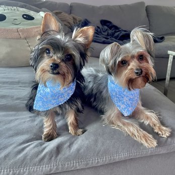 Pet Palace - Pet Groomers Near Me - San Diego, California Pet Palace - Pet Groomers Near Me - San Diego, California