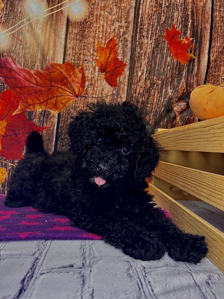 PETLAND HILLIARD Updated August 2024 13 Photos & 15 Reviews 5253