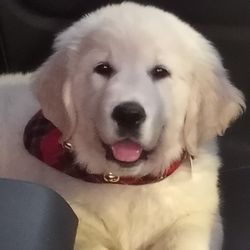 Catawba Valley Animal Hospital - Our beautiful baby that had to have surgery