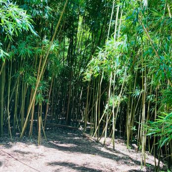 Pipiwai Trail - Hiking Near Me - Hana,, Hawaii
