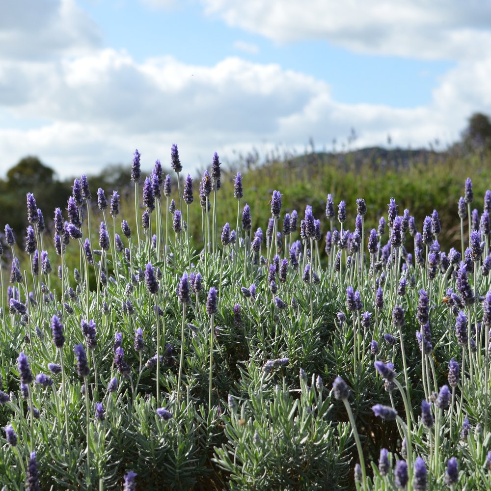 Lyndoch Lavender Farm - Travel Services Near Me - Lyndoch, SA Lyndoch Lavender Farm - Travel Services Near Me - Lyndoch, SA