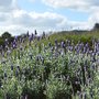 Photo of Lyndoch Lavender Farm