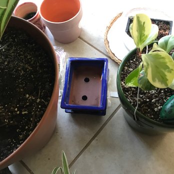 Hana Gardens Seaside - Another little bonsai pot that will serve its purpose soon - Nurseries & Gardening Near Me - Seaside, California Hana Gardens Seaside - Another little bonsai pot that will serve its purpose soon - Nurseries & Gardening Near Me - Seaside, California