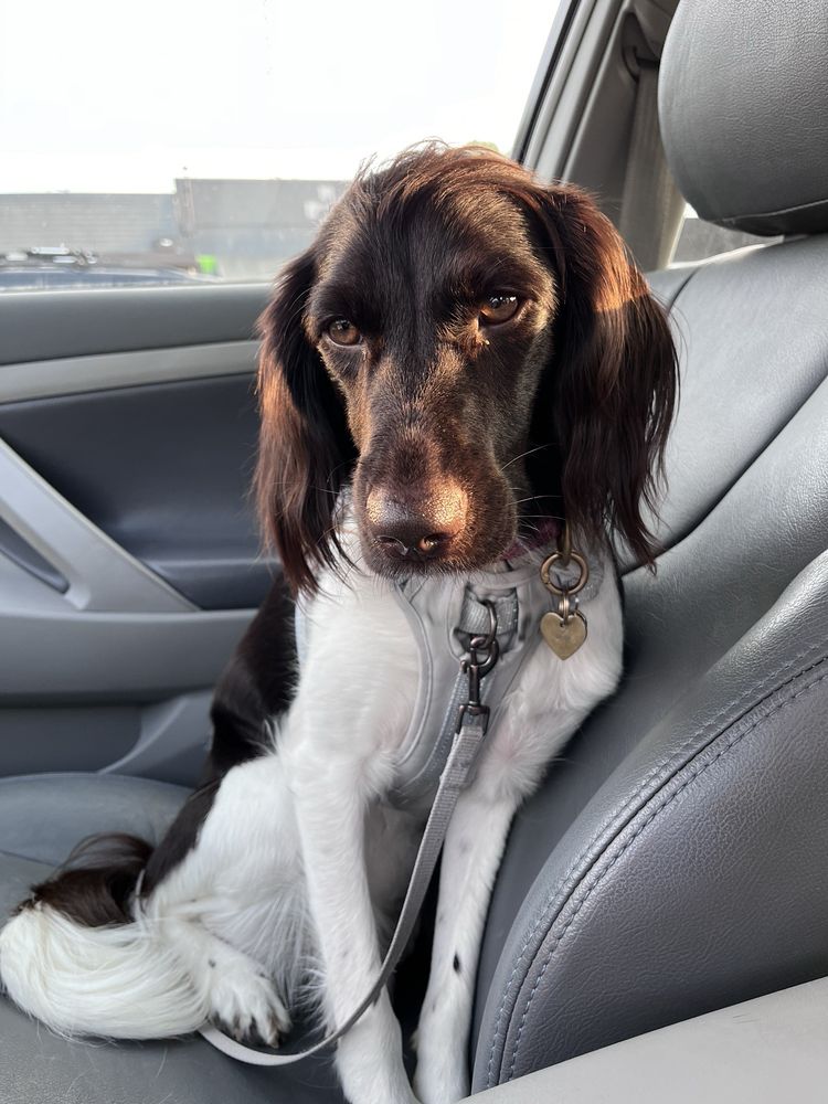 Pet Resource Center - Kansas City - social services organization in Kansas City, MO