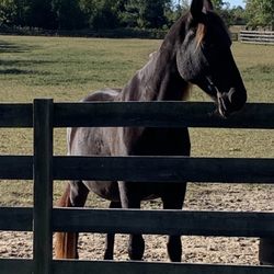 Two River Trails - Some horses are larger than others, but this beauty is no tiny girl!