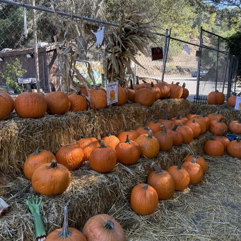 Pumpkin Patch Concord, CA - Last Updated January 2026 - Yelp