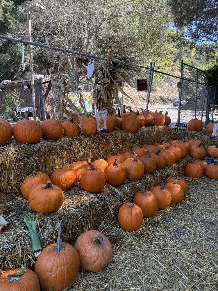 Wildwood Elementary Dad's Club Pumpkin Patch - social services organization in Piedmont, CA