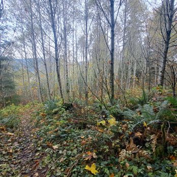 Osborne Mountain Trail - Hiking Near Me - Ashford, Washington Osborne Mountain Trail - Hiking Near Me - Ashford, Washington