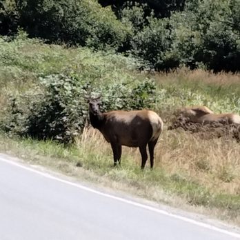 Elk Meadow - Right on the road! - Parks Near Me - Orick, California